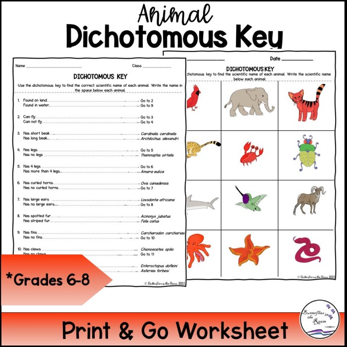 Dichotomous key to the animal kingdom