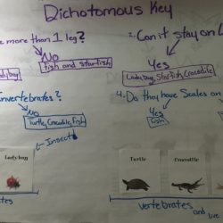 Dichotomous