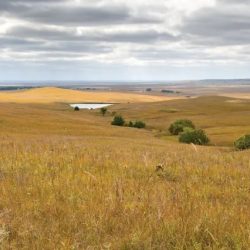 Plains llano estacado caprock escarpment shortgrass north ralls grasses steppe wiese grasslands lubbock 24x tallgrass canyon ecosystem