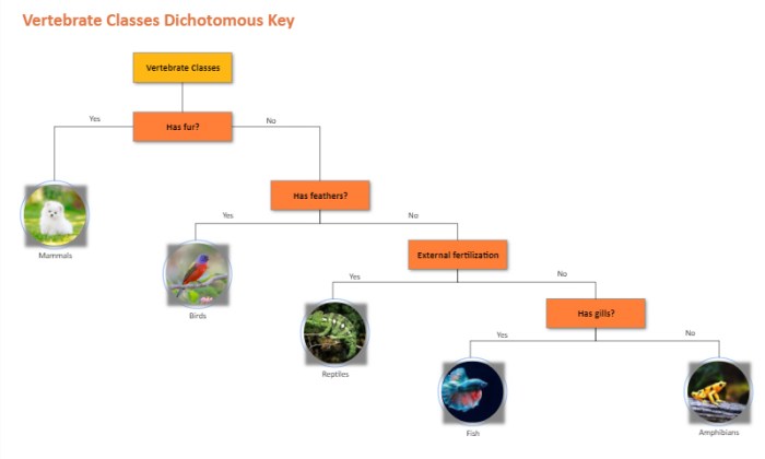 Dichotomous classification