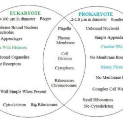 Bacteria diagram venn viruses vs creately