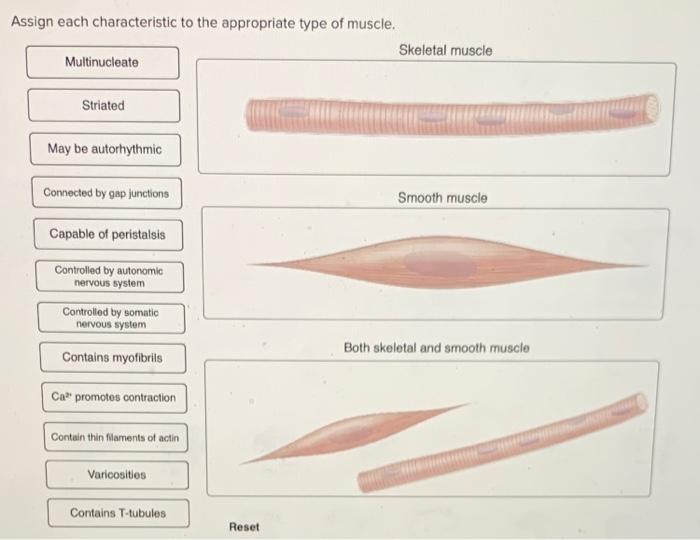 Assign each characteristic to the appropriate type of muscle