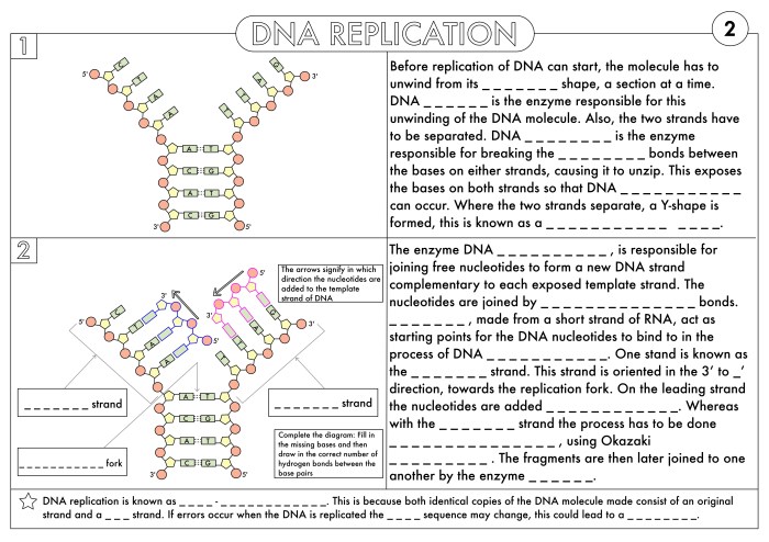 Dna replication practice worksheet answer key pdf