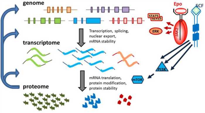 Gene expression translation pogil answer key