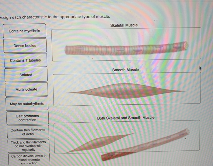 Assign each characteristic to the appropriate type of muscle