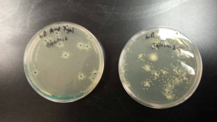 Gene expression translation pogil answer key