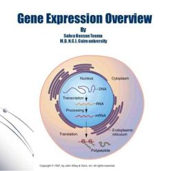 Gene expression translation pogil answer key