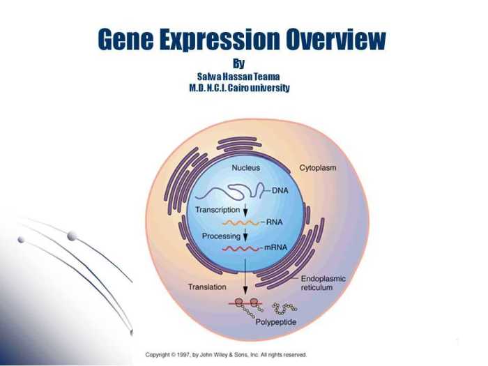 Gene expression translation pogil answer key